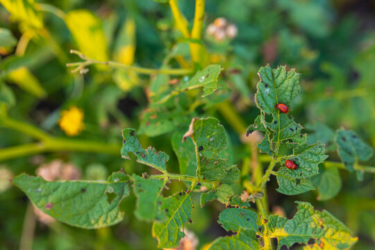  pests on leaves