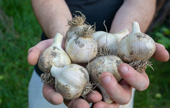 garlic in the hands of a man