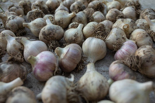 colorful garlic on the ground