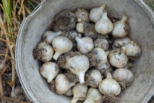 collected garlic in a bucket