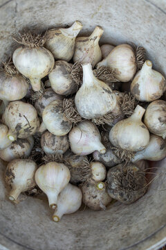 a small amount of garlic in a bucket