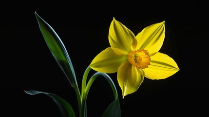 Yellow Flower With Green Leaves on Black Background