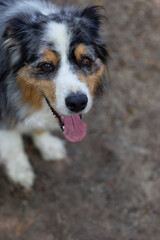 A close-up portrait of a joyful Australian Shepherd dog with multicolored fur, showing a playful expression.