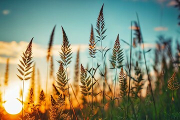 A serene scene of a grassy field with the sun setting in the distance, ideal for use in peaceful or natural-themed projects