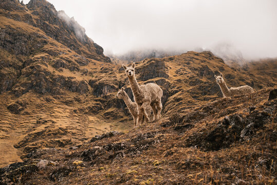 Alpacas Grazing on Mountain Slope