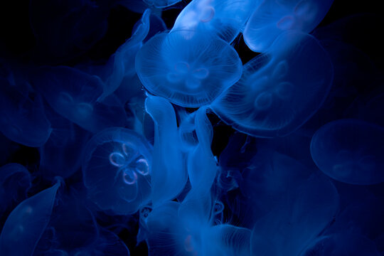 Jellyfish fluttering, like sprites dancing.