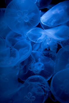 Jellyfish fluttering, like sprites dancing.