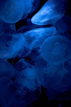 Jellyfish fluttering, like sprites dancing.