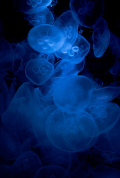 Jellyfish fluttering, like sprites dancing.