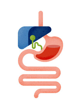 Human digestive system and organs