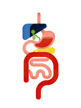 Human digestive organs and intestine