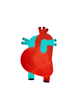 Human heart displaying pulmonary parts