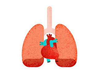 Human respiratory system organs