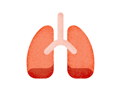 Human lungs and respiratory organs