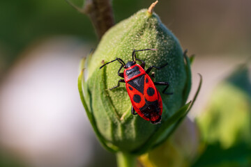 Feuerwanze auf einer Knospe