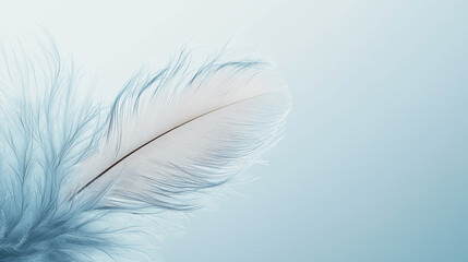 Fototapeta premium a feather with delicate details and intricate barbs against an isolated light powder blue background