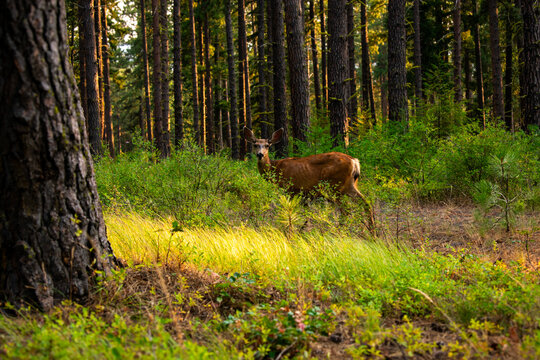 Deer in the Forest