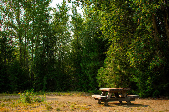 Picnic Table in the Forest