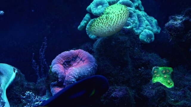 LPS lobed brain coral polyp in stress, leather coral capitulum, healthy live rock ecosystem, fluorescent demanding pet for experienced pro aquarist, LED blue low light, reef marine aquarium ecodesign