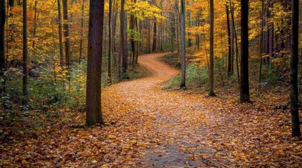Obraz premium A forest with a winding trail covered in autumn leaves, leading through tall trees and offering a picturesque view of fall colors.