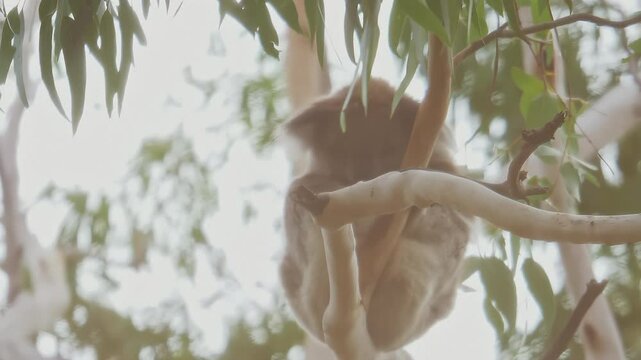 Wild Koala sleeping between the tree forks of a native Australian Eucalyptus tree. Natural wildlife