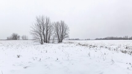 Obraz premium A panoramic view of a snowy field in winter, with fresh snow covering the ground and a few bare trees silhouetted against a gray sky.