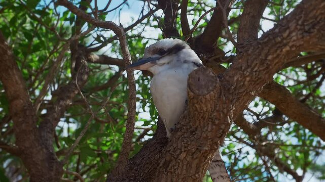 Laughing kookaburra, dacelo novaeguineae perched on the tree branch on a windy day at the botanic garden, close up shot of Australian native bird species.