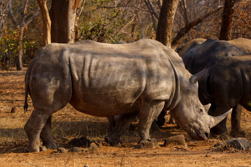 Naklejka premium White rhino in the wild solitary, seen on an african safari in Botswsana