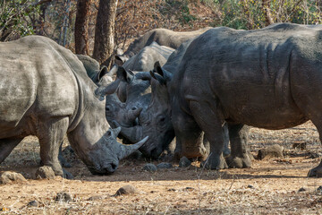 Obraz premium White Rhino crash seen on an african safari in Botswana