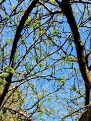 Obraz premium Tree Branches Looking at Sky