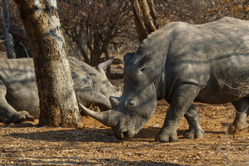 White rhino solitary in the wild, Botswana © KAT