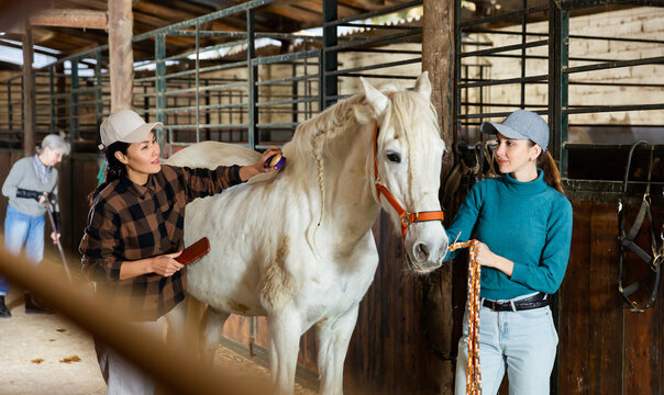 Women cleaning and taking care of white horse in stable