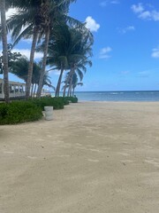 palm trees on the beach