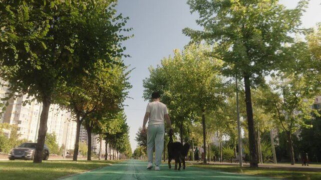 A man enjoys a sunny day as he walks his dog down a tree-lined path in a city park. The camera follows behind, providing a sense of tranquility and the simple joys of pet ownership.