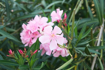 Nerium oleander  plant with pink flowers