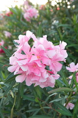 Nerium oleander  plant with pink flowers