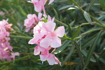 Nerium oleander  plant with pink flowers