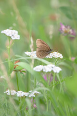 A Meadow With A Ringlet Butterfly (Aphantopus hyperantus)