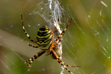 Wasp Spider (Argiope bruennichi) eating prey caught in its web