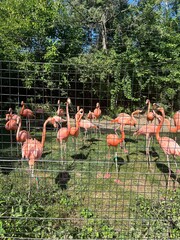 Pink flamingos