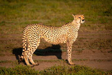 Standing Cheetah Scanning Horizon, Serengeti Tanzania