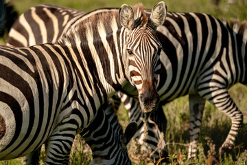 Fototapeta premium Zebra Looking At Camera, Serengeti Tanzania