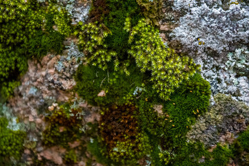 Moss on stone. Nature concept. High quality photo