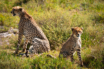 Mother & Child Cheetah, Serengeti Tanzania