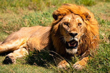Scarred Lion Baring Teeth, Serengeti Tanzania