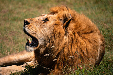 Profile of Lion Looking to Sky & Showing Teeth, Serengeti Tanzania