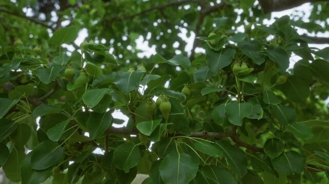 A lush pear tree pyrus communis with developing green fruit clusters, found outdoors in puglia, southern italy, showcasing vibrant green foliage and branches.