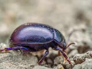 Violet leaf beetle walking on the soil surface
