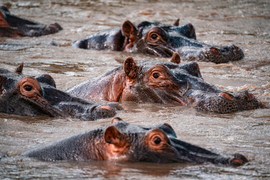 Lots of Hippo Eyes in River, Serengeti Tanzania