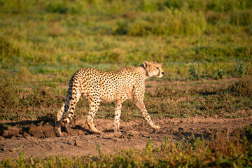 Cheetah in Dirt Track, Serengeti Tanzania